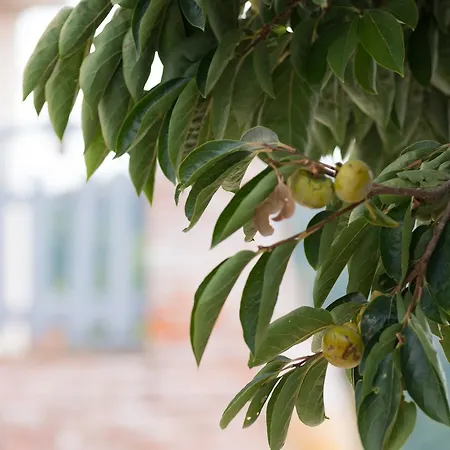 Agriturismo La Dolce Vite Farma *