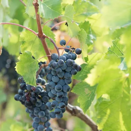 Agriturismo La Dolce Vite