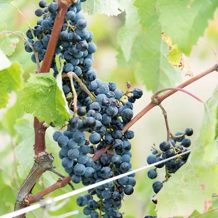 Agriturismo La Dolce Vite