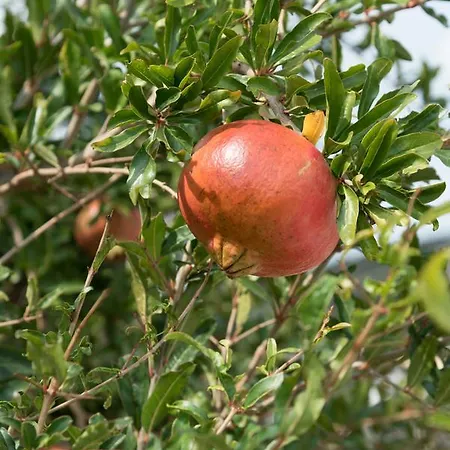 Agriturismo La Dolce Vite Farma Galzignano Terme